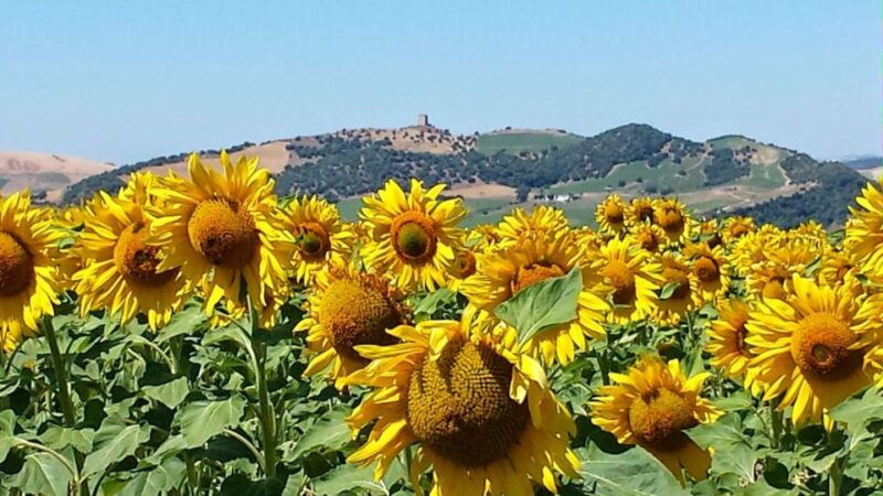 from-seville-white-villages-and-ronda-full-day-trip