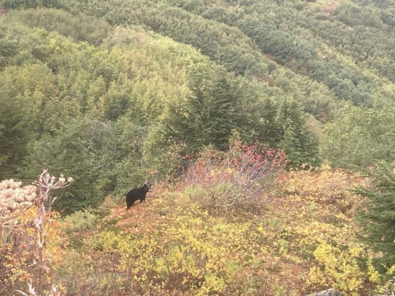 from-seward-4-hour-wilderness-hiking-tour
