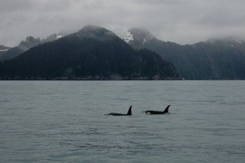 from-seward-half-day-resurrection-bay-wildlife-cruise-tour