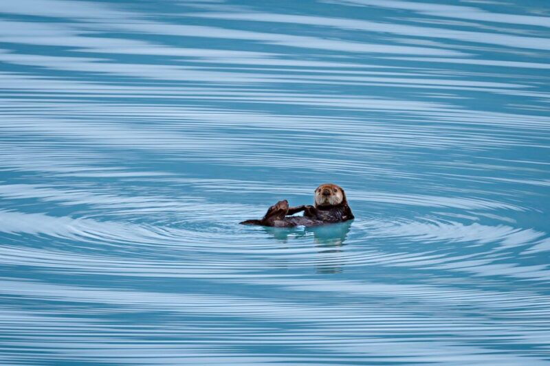 from-seward-half-day-resurrection-bay-wildlife-cruise-tour