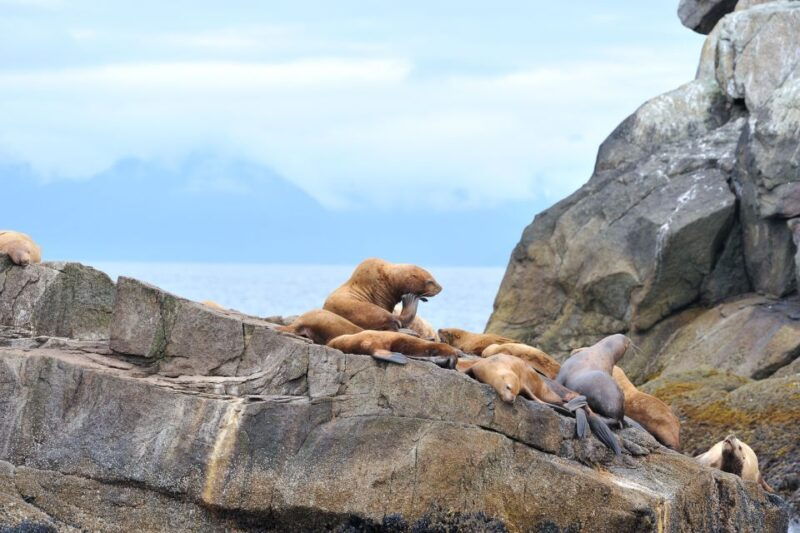 from-seward-half-day-resurrection-bay-wildlife-cruise-tour