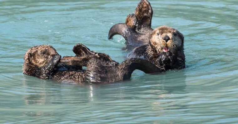 from-seward-half-day-resurrection-bay-wildlife-cruise-tour