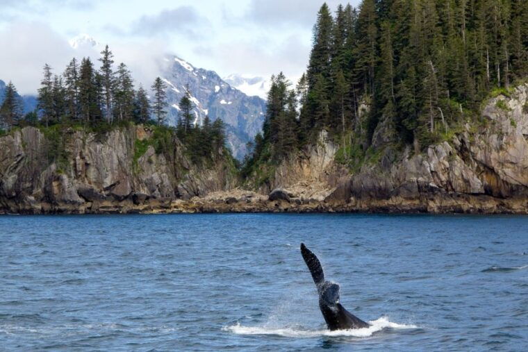 from-seward-half-day-resurrection-bay-wildlife-cruise-tour
