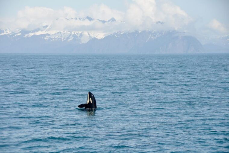 from-seward-half-day-resurrection-bay-wildlife-cruise-tour