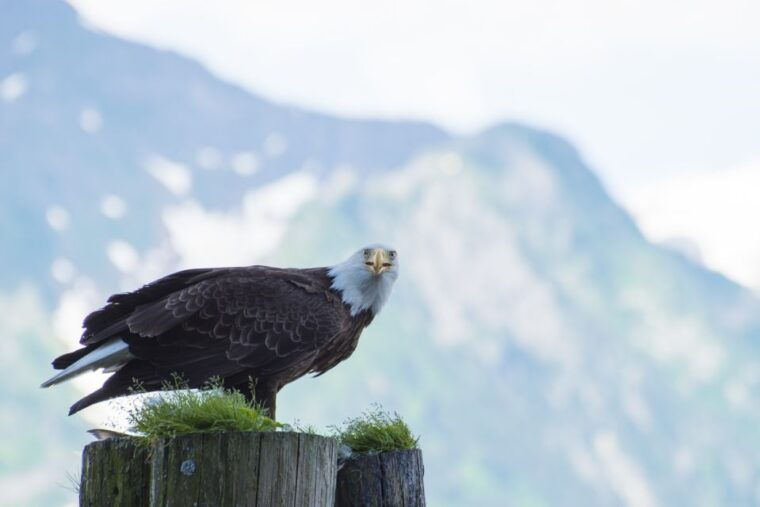 from-seward-half-day-resurrection-bay-wildlife-cruise-tour