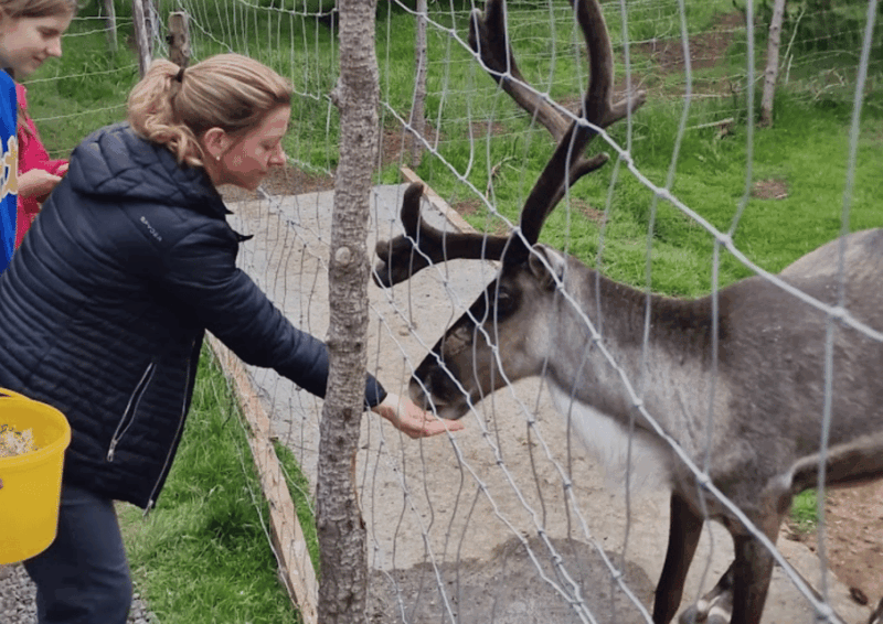 from-seydisfjordur-studlagil-canyon-and-reindeer-park-tour