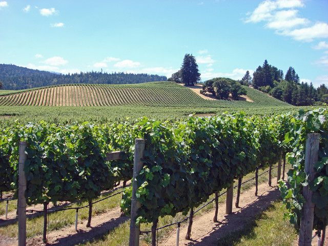 from-sf-napa-and-sonoma-wine-tour-hop-on-hop-off-bus-tour