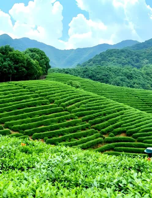 From Shanghai: 7-Day Tour to Huangshan, Hangzhou & Wuzhen - Exploring the Highlights of the 7-Day Tour