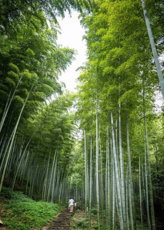 From Shanghai: Yixing Bamboo Sea and Zisha Pottery Day Trip - Introduction