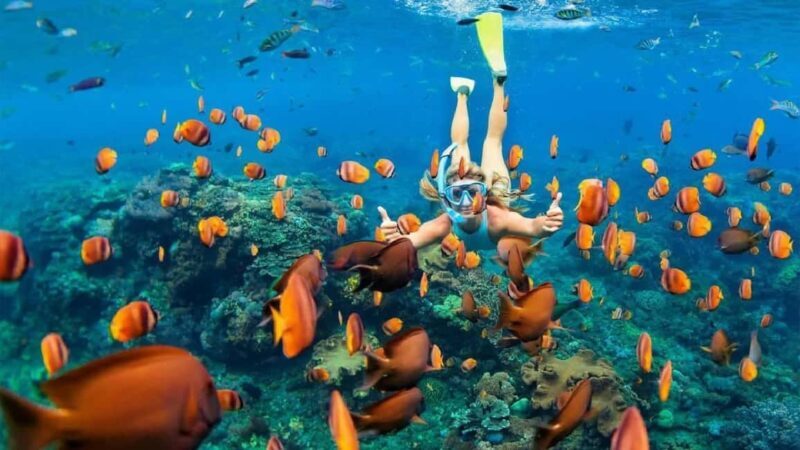 From Sharm El Sheikh: Snorkeling Tour to Ras Mohamed by Bus - Key Points