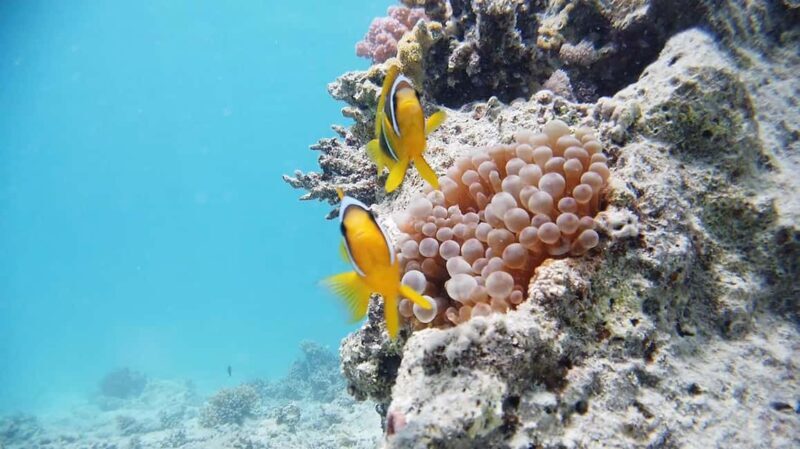 From Sharm: Luxury Diving cruise to Ras Mohammed with Lunch - FAQ