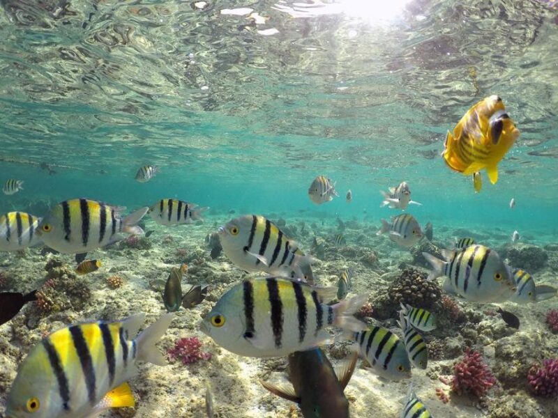 From Sharm: Ras Mohammed snorkeling cruise & optional diving - The Highlight: Snorkeling at Top Sites