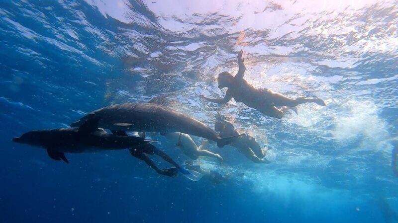 From Sharm: White Island and Ras Mohamed Snorkeling Trip - FAQ about the White Island & Ras Mohamed Snorkeling Trip  