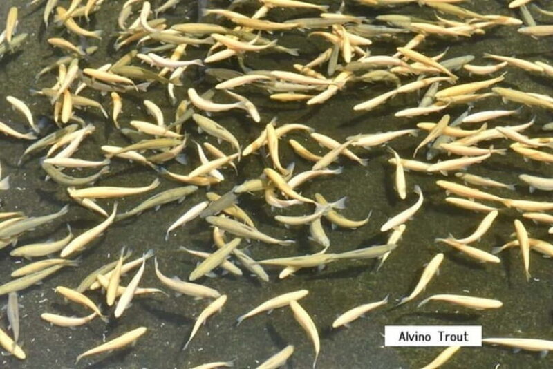 From Shinfuji: Fuji Nature Tour with Guide and Vehicle - Key Points  