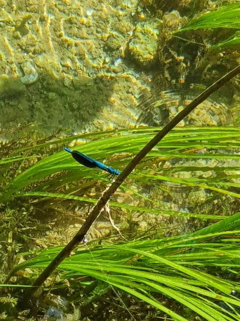 from-sibenik-private-sibenik-and-krka-waterfalls-tour