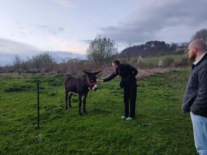 From Sibiu: Villages, Farm Life & Horse Carriage Ride - Overall Impression and What to Expect
