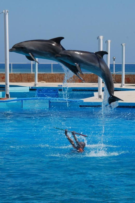from-side-dolphin-and-seal-show-ticket-with-hotel-transfers