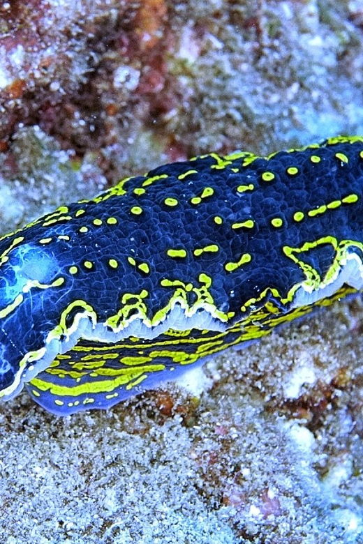 from-side-guided-scuba-diving-in-alanya-w-lunch-transfer