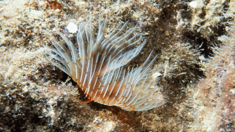 from-side-guided-scuba-diving-in-alanya-w-lunch-transfer