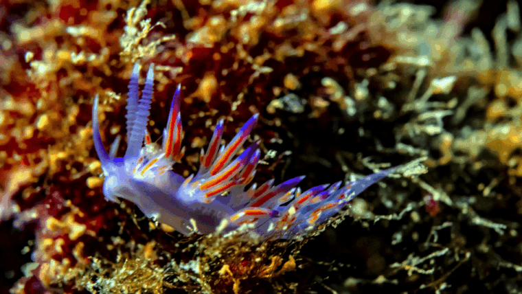 from-side-guided-scuba-diving-in-alanya-w-lunch-transfer