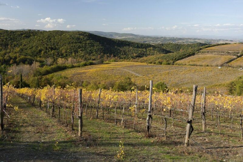 from-siena-brunello-di-montalcino-guided-wine-tour-w-lunch