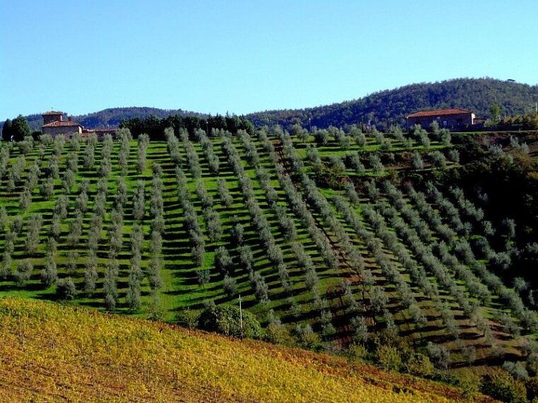 from-siena-chianti-and-castles-tour-with-wine-tastings