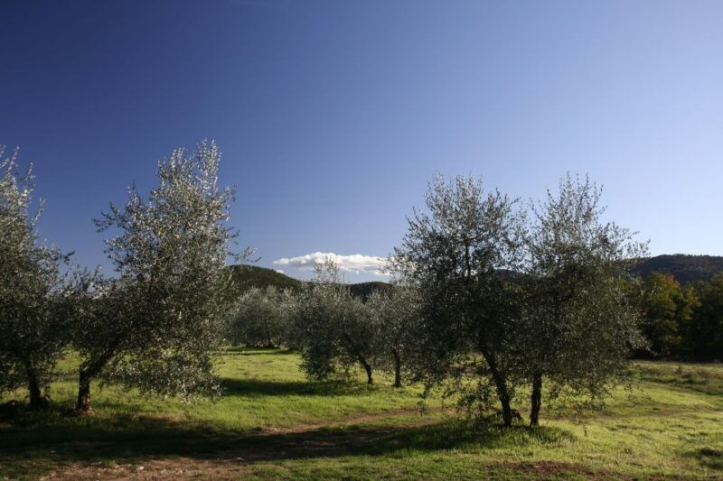 from-siena-chianti-wine-tour-with-lunch