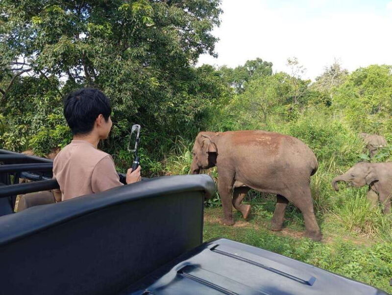 From Sigiriya/Habarana: Minneriya National Park Safari - Practical Details: What You Should Know