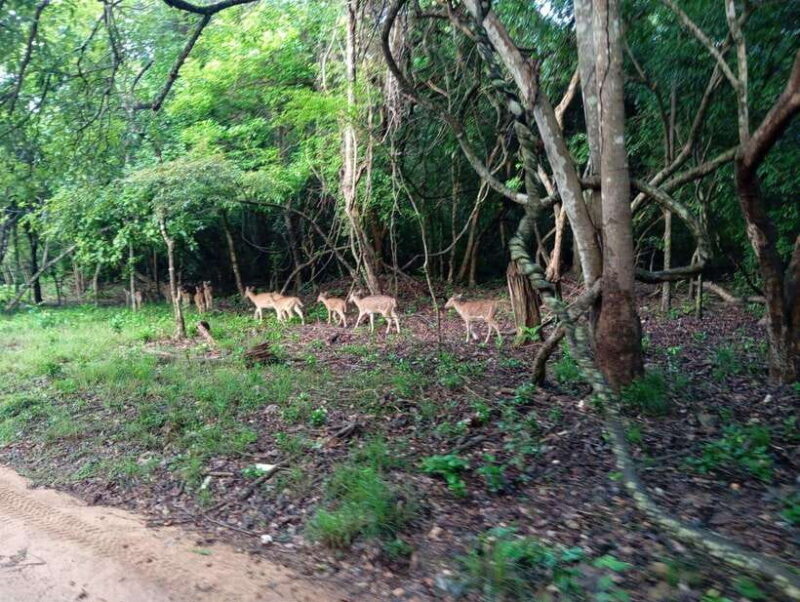 From Sigiriya/Habarana: Minneriya National Park Safari - FAQs