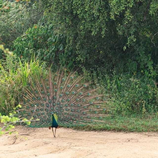 from-sigiriya-hurulu-eco-park-safari-all-inclusive