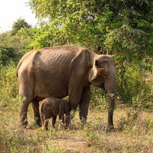 from-sigiriya-hurulu-eco-park-safari-all-inclusive