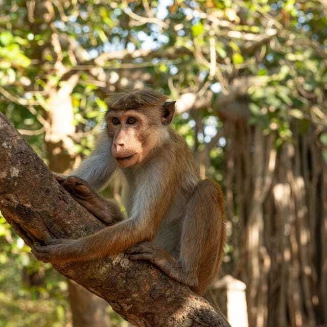 from-sigiriya-hurulu-eco-park-safari-all-inclusive