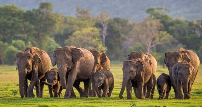 from-sigiriya-kaudulla-national-park-elephant-safari
