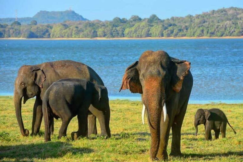 from-sigiriya-kaudulla-national-park-elephant-safari