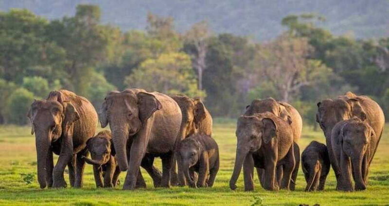 from-sigiriya-kaudulla-national-park-elephant-safari