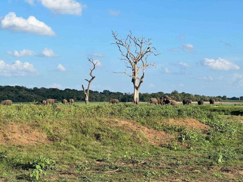 from-sigiriya-kaudulla-national-park-half-day-jeep-safari