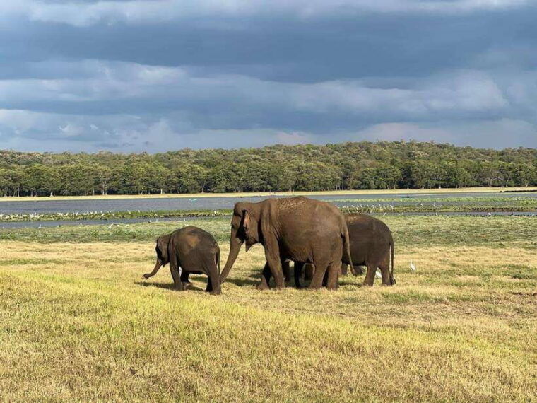 from-sigiriya-kaudulla-national-park-half-day-jeep-safari