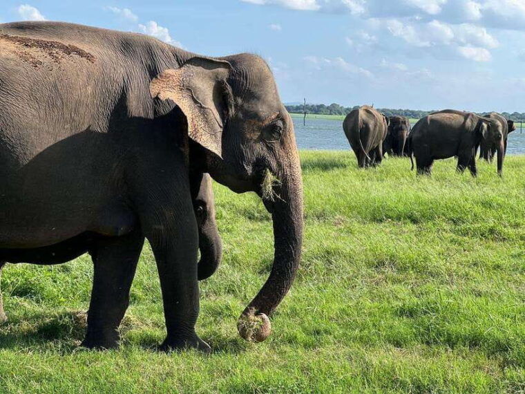from-sigiriya-kaudulla-national-park-half-day-jeep-safari