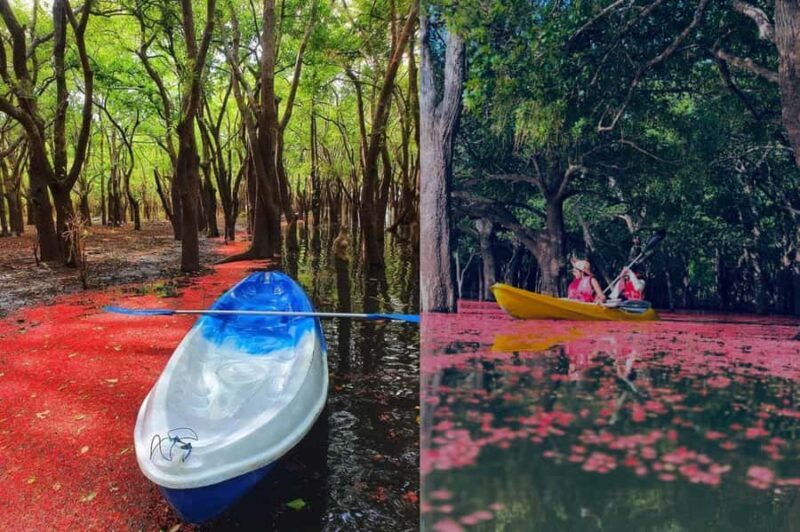 From Sigiriya: Kayaking Through Floating Flowers at Kanthale - Key Points