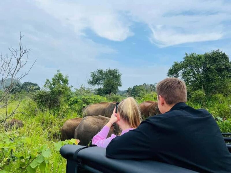 From Sigiriya: Minneriya National Park Eco Jeep Safari - Practical Details and Tips for Your Safari