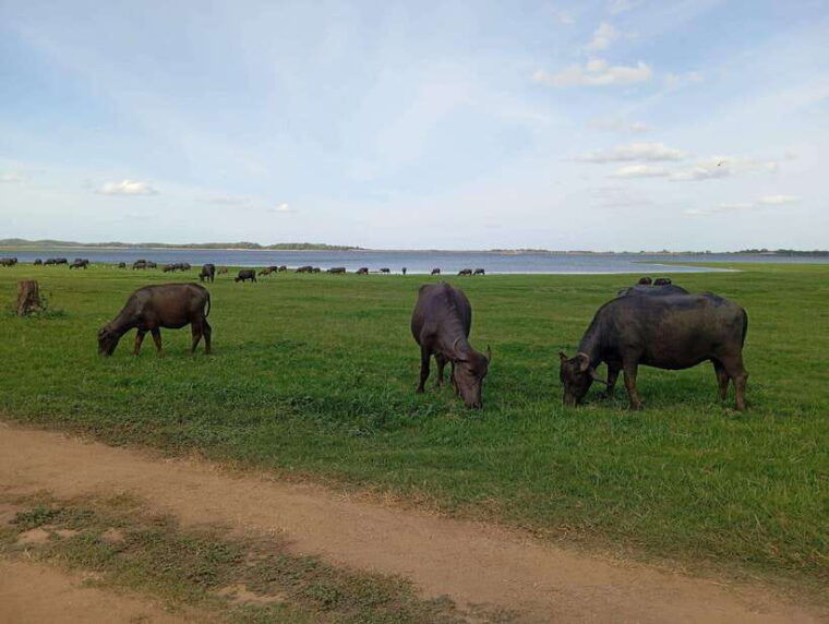from-sigiriya-minneriya-national-park-half-day-jeep-safari