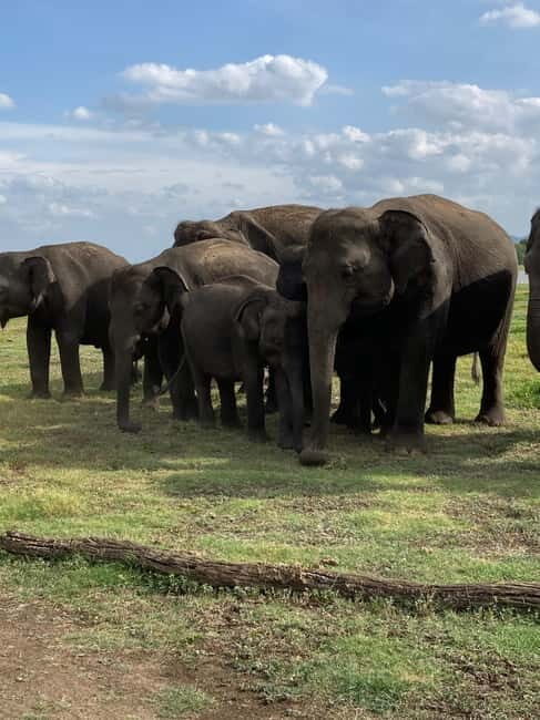 From Sigiriya: Minneriya National Park Private Jeep Safari - FAQ