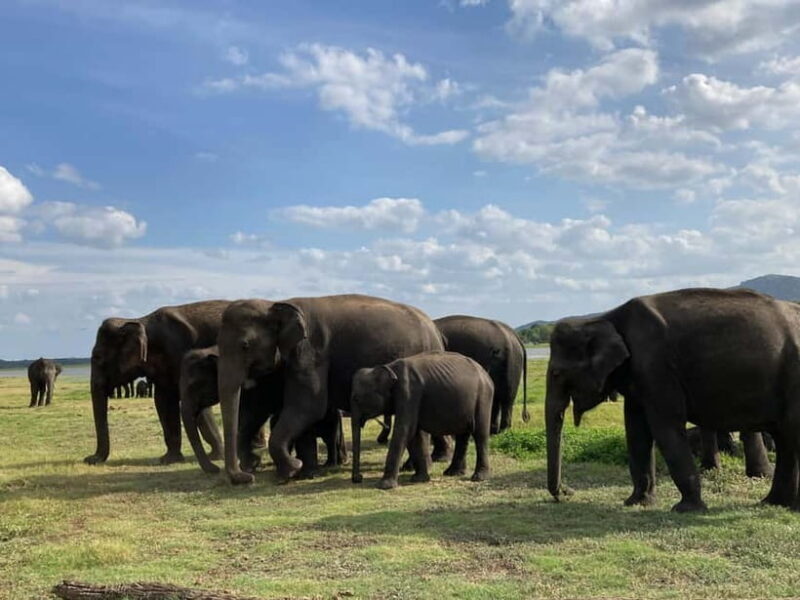 From Sigiriya: Polonnaruwa Ancient City & Minneriya Safari - Final Thoughts: Is This Tour Worth It?  