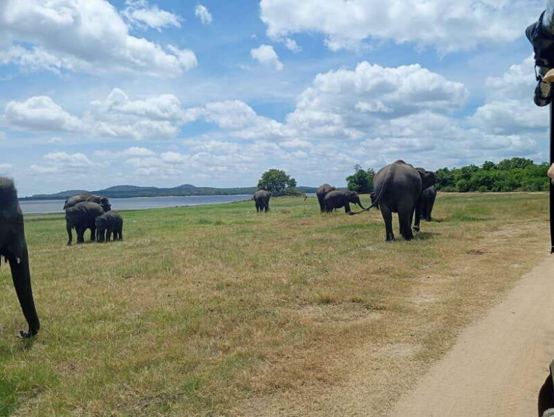 From Sigiriya: Sigiriya Lion Rock and Minneriya Jeep Safari - From Sigiriya: Sigiriya Lion Rock and Minneriya Jeep Safari – An In-Depth Review