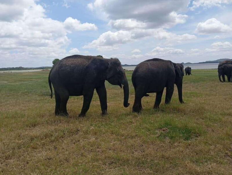 From Sigiriya: Sigiriya Lion Rock and Minneriya Jeep Safari - Key Points
