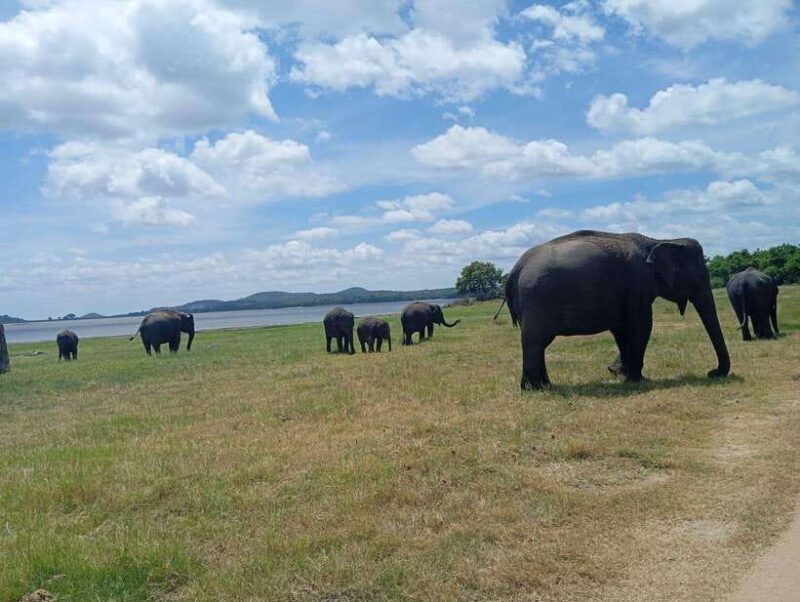 From Sigiriya: Sigiriya Lion Rock and Minneriya Jeep Safari - Final Thoughts: Is It Worth It?