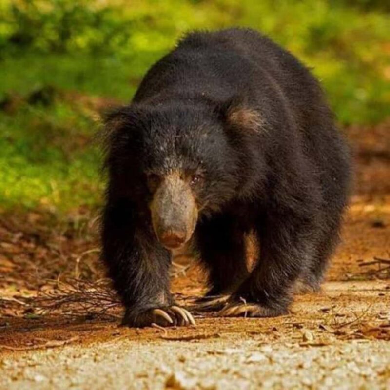 From Sigiriya: Wasgamuwa National Park Safari Adventure - Key Points