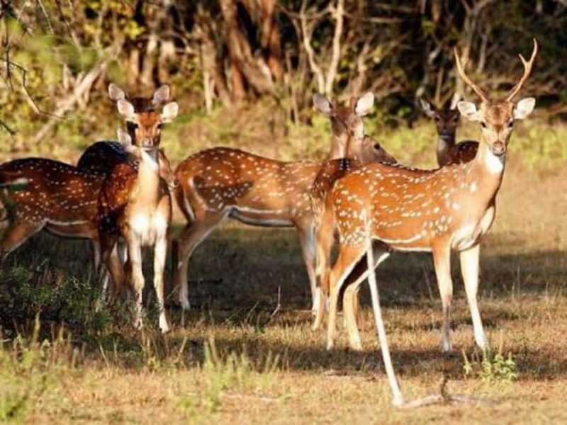 From Sigiriya: Wasgamuwa National Park Safari Adventure - What to Expect on Your Wasgamuwa Safari Adventure