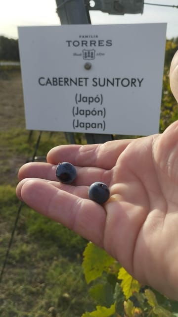 from-sitges-wine-tasting-at-2-wineries-snacks-and-pickup