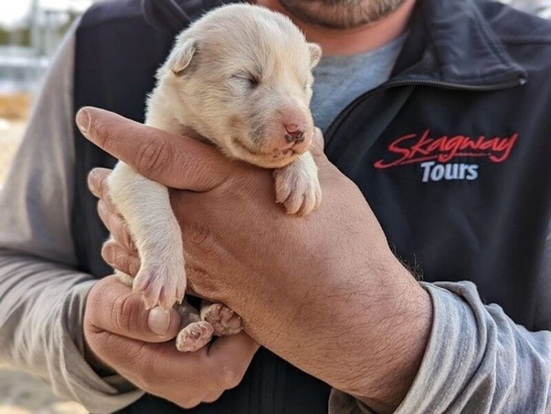 from-skagway-yukon-sled-dog-mushing-white-pass-combo